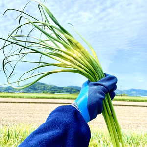 【シャキシャキ】ニンニクの芽【甘い】