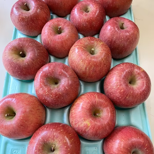 サンふじ！りんご！！