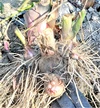 農薬不使用栽培　ホクホク美味しい里芋赤目（セベレス）！