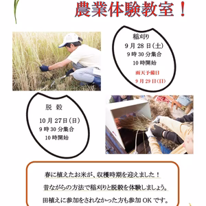 山形の美味しいお米「はえぬき」！稲刈り＆脱穀体験