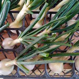 【2022エバンジェリスト認定／限定／食品ロス】自然栽培♪葉付き玉ねぎ