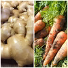 生姜と人参セット【農薬・化学肥料 不使用】
