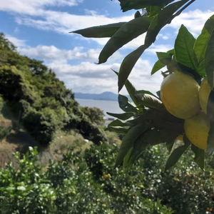 極早生温州ミカン（日南1号）ホタル尻+（プラス）　S～L混合