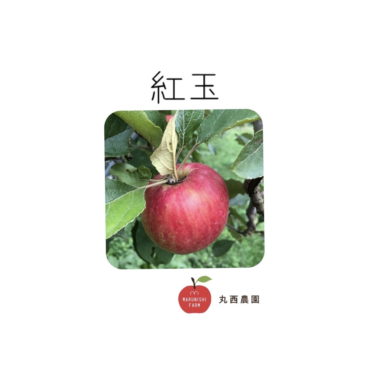☆期間限定☆青森県産 メルシー 希少 りんご 6~8玉 ⑪