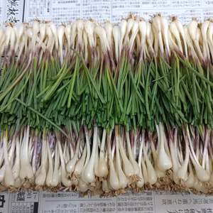 小ぶり 石垣島産 島らっきょう お試し500g (農薬･化学肥料不使用)