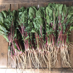 赤ほうれん草【漢方栽培】
