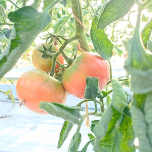 『濃い」トマトはお好きですか？ "無農薬"ほーりーのとまと