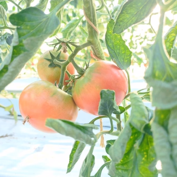 『濃い」トマトはお好きですか？ "無農薬"ほーりーのとまと