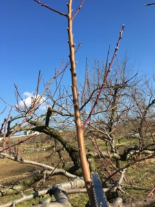 _2-e1484130929235-768x1024