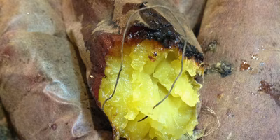 焼き芋から学んだこと。届けるだけじゃなく、食卓を想像するセンスも届けたい。