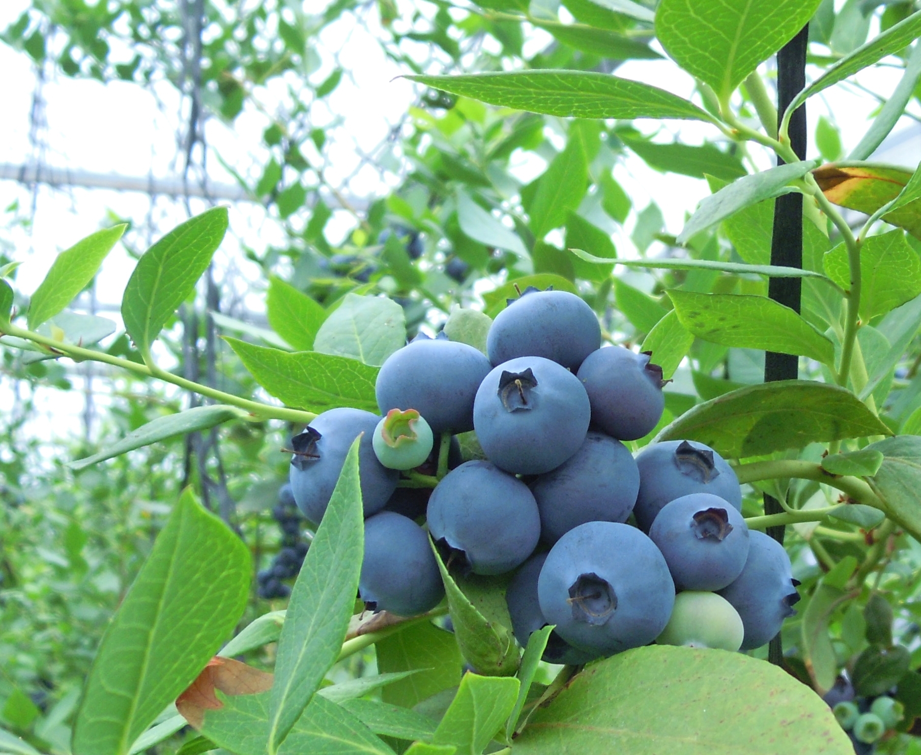 真夏のおやつ 大粒系冷凍ブルーベリー 農家漁師から産地直送の通販 ポケットマルシェ