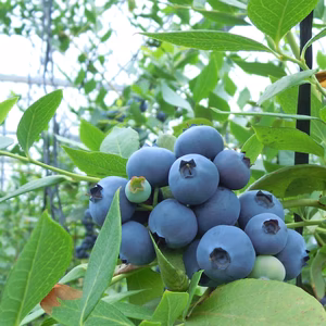 【真夏のおやつ】大粒系冷凍ブルーベリー　