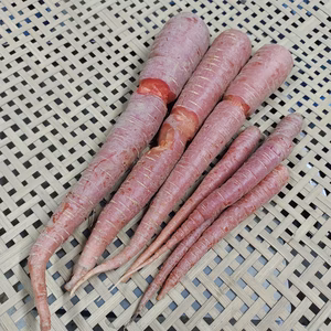 [なゆた農場]金時人参B品※栽培期間中農薬化学肥料除草剤動物性肥料不使用