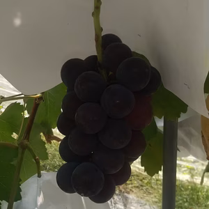 おすすめグロースクローネ１ｋｇ３～4房