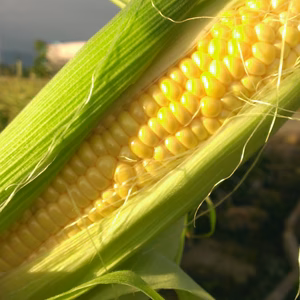 6本＊甘いとうもろこしといえば！ゴールドラッシュ！