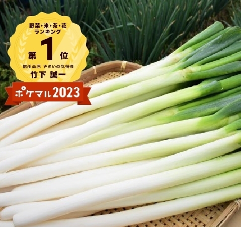 福岡県産　ネギ苗 1000本 福岡県産 ネギ苗1000本 福岡県産 ネギ苗1000本 限定｜