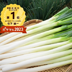 【9周年福袋】✅至福の極甘ネギ✨10%量❗⭕️＜北海道九州四国沖縄のお客様用＞