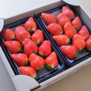 【初摘み予約】じゅわっと甘い完熟やよいひめ♪粒ぞろいDXパック