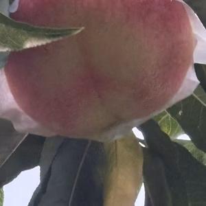 特大なっつこ桃は木の上部にあり、太陽光を浴びて大きくなり過ぎてひび割れもある！