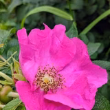 東区のかんちゃん