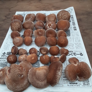１点限り❕　お買い得椎茸(菌床)大盛セット❣　3月14日朝8時迄