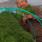 桑原大喜 | 株式会社 やさいの戸島屋