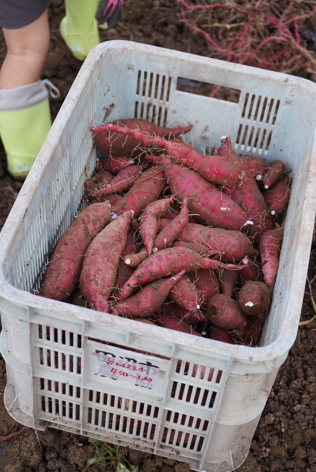 はるか芋苗600本シルク200 はるか芋苗600本シルク200 はるか芋苗600本シルク200 野菜の