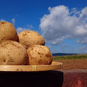 【お試しセット】自然農法メークイン＆キタアカリ併せて1kg【野菜ソムリエ金賞受賞