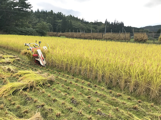 天日干し自然栽培の令和6年岩手県産「亀の尾」玄米・白米5kg 5kg白米(玄米5.5kgを精米します)