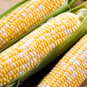 北海道産ドルチェドリーム（２０本）