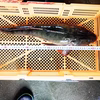 高級魚★あがりマゴチ ２ｋｇ（2-3本）煮魚に 真鯒 真ゴチ 死んでしまったコチ
