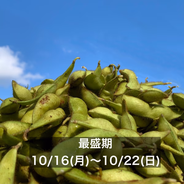 ‘23年〈最盛期〉丹波篠山黒枝豆さや10/16(月)〜10/22(日)順次発送