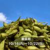 ‘23年〈最盛期〉丹波篠山黒枝豆さや10/16(月)〜10/22(日)順次発送