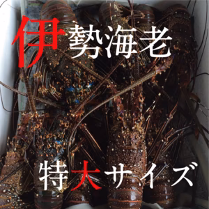 １.3キロ！美味！！奄美大島産【伊勢海老特大サイズ】