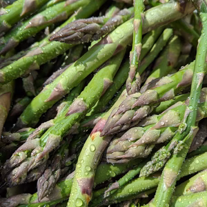 幻のアスパラ『ころぽっくる』800ｇ　【お試し品】