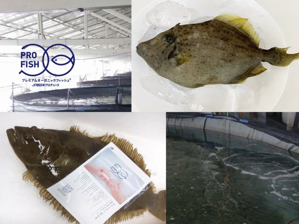 新商品 特別セット 生食可 愛知産 白雪ひらめ プレミアム ホンカワハギ 農家漁師から産地直送の通販 ポケットマルシェ