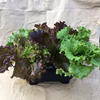 野菜と暮らそう♡贈り物にも♡レタスのサラダポット（角鉢）