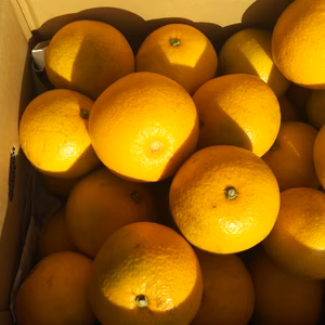 和歌山県産八朔　ご家庭用(箱込約10キロ)