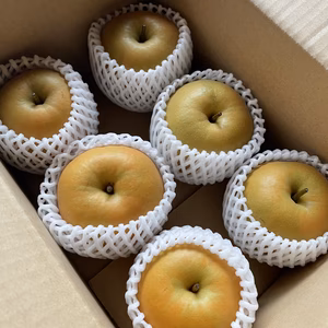 最終！大山の大自然で育った梨、長十郎　ご家庭用