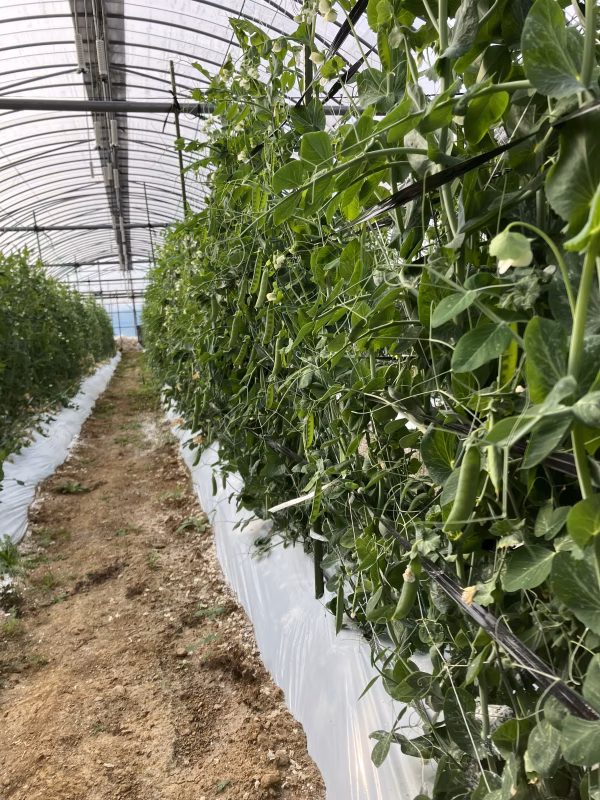 「数量限定」甘くて美味しい阿久根産の「実エンドウ」