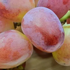 山梨県の葡萄を古より伝わりす甲斐路が旬となり、独特の食感とお味が楽しめます。