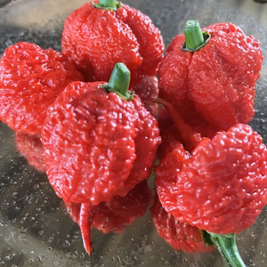 ▼▲キャロライナリーパー▲▼