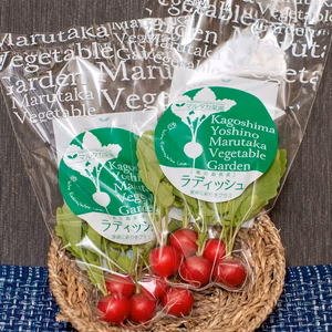 【5玉入6袋】食卓に彩りを♪ラディッシュMサイズ