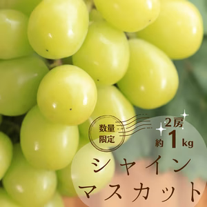 【毎日5箱限定】【贈答用】朝採れシャインマスカット（２房・合計１キロ程度）
