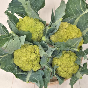 グリーンカリフラワー 農薬不使用（無農薬）栽培　