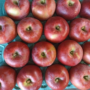 【特価】『紅玉』大玉16個 青森県産りんご シブ、サビ、ヤケ！加工用などに！