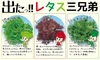 やわらか～い【レタス３兄弟セット】