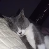 ひめ丸かつおぶし