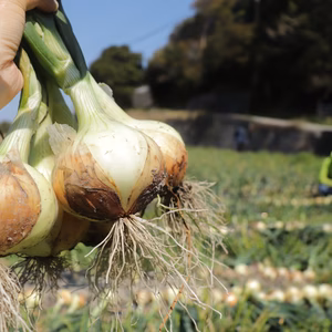 旬野菜を食べよう!!『淡路島産・無農薬新玉ねぎ』※SS ~2L混合