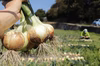 旬野菜を食べよう!!『淡路島産・無農薬新玉ねぎ』※SS ~2L混合